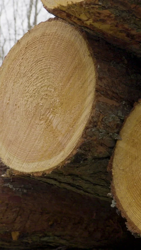 Close Up Of Cut Tree Logs Stacked In Winter Forest Video stock 332995731