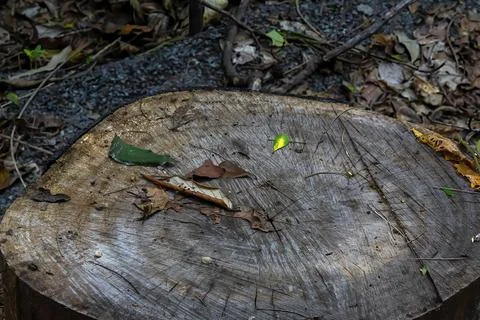 Close Up Of A Cut Tree Stump Stock Photos