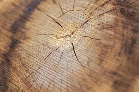 Close-up cut of a tree trunk, for the background Stock Photos