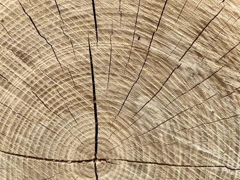 Close-up of a cut tree trunk blockhouse with visible wooden texture and cracks Foto stock