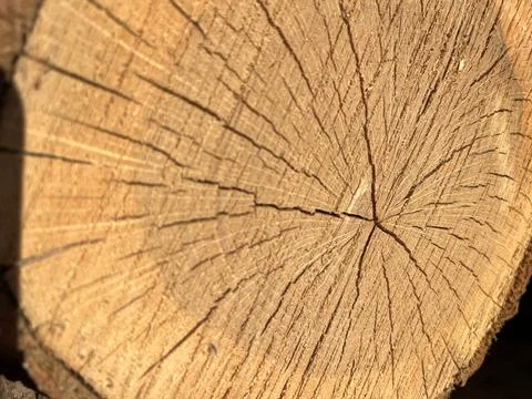 Close Up Cut Tree Trunk with Cracks and Wood Grain Texture Stock Photos