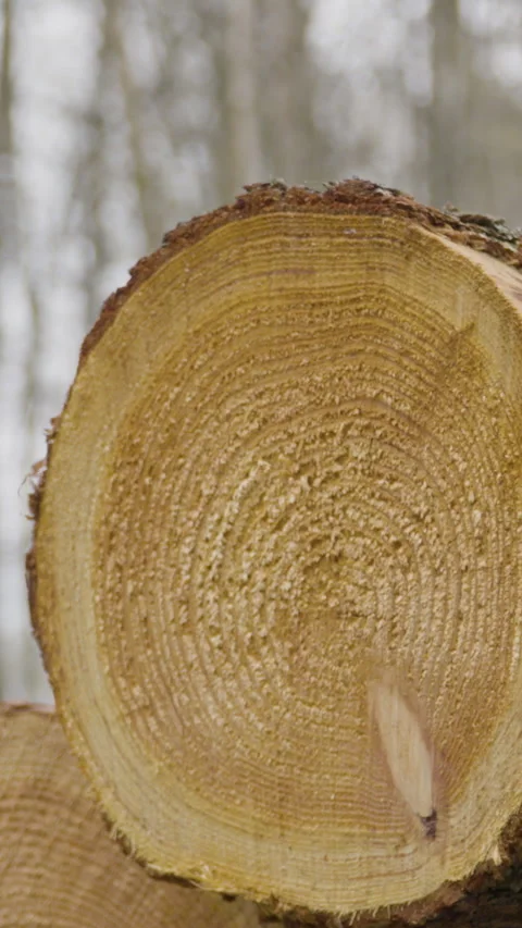Close Up Of Cut Tree Trunk In Forest Vertical Video Video stock 332949691