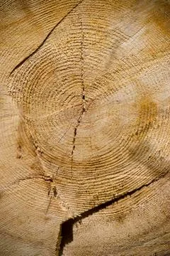 Close-up cut tree trunk in the forest Stock Photos