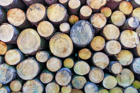 Close up of cut tree trunk Stock Photos