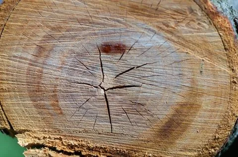 Close-up of a cut tree trunk. Stock Photos