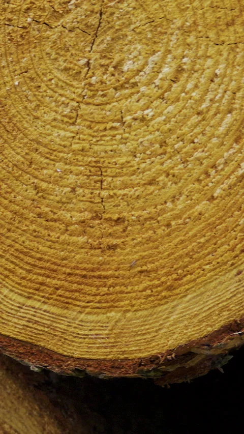 Close Up Of Cut Tree Trunk Rings In Forest Vertical Video stock 332949300