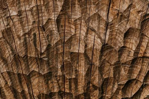 A close-up of a cut tree trunk showing detailed growth rings. Фото