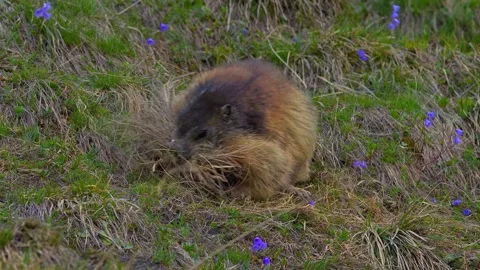 Close up a cute alpine marmot gathering dry grass for nesting in a green meadow Stock Footage 339780107