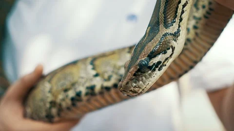 Close up of a cute and curious Burmese Python being held by a tourist in Vietnam 動画素材 87179366