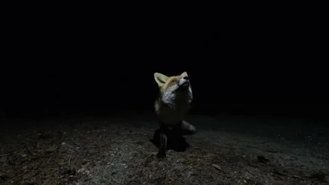 Close-up of a cute and curious fox acting like a cat or dog Stock Footage 170159481