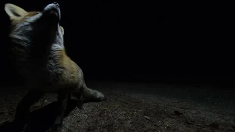 Close-up of a cute and curious fox acting like a cat or dog Stock Footage 170159593