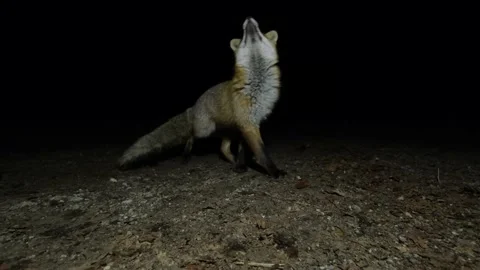 Close-up of a cute and curious fox acting like a cat or dog Stock Footage 170159771