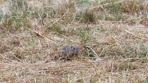 Close-up of cute and curious groundhog searching food in dry grass Stock Footage 288317920
