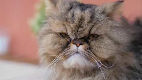 Close up of cute and fluffy mixed breed Persian cat trying to keep eyes open. Stock Footage 157340403