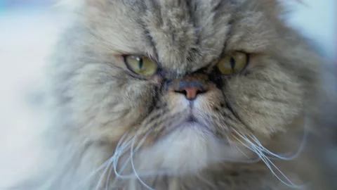 Close up of cute and fluffy mixed breed Persian cat looking around. Vídeos de archivo 157340517