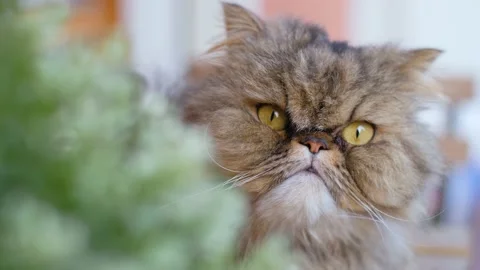 Close up of cute and fluffy mixed breed Persian cat turning its head. Vídeos de archivo 157340571