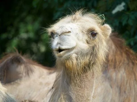 Close-up of cute and funny camel face Stock Photos