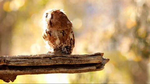 Close up of a cute and fuzzy Eastern Screech Owl Stockbeeldmateriaal 123867979