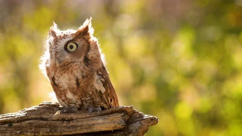 Close up of a cute and fuzzy Eastern Screech Owl Stockbeeldmateriaal 123868651