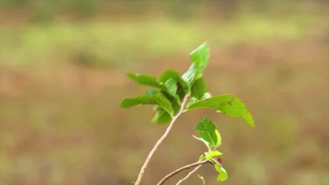 Close up of a cute and fuzzy Eastern Screech Owl Stock Footage 292857993