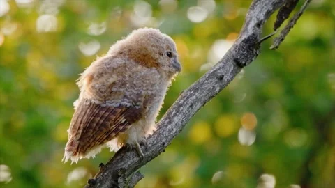 Close up of a cute and fuzzy Eastern Screech Owl Stock Footage 292858208