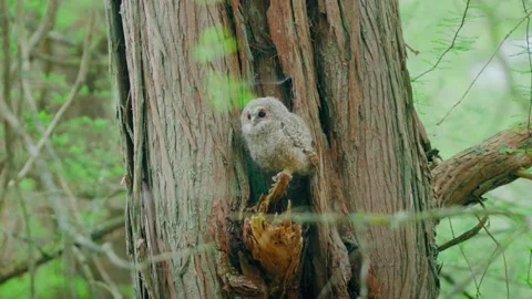 Close up of a cute and fuzzy Eastern Screech Owl Stock Footage 292858257