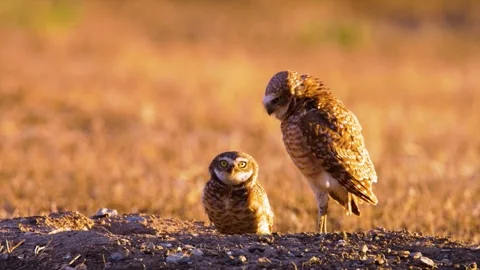 Close up of a cute and fuzzy Eastern Screech Owl Stock Footage 292858269
