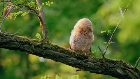 Close up of a cute and fuzzy Eastern Screech Owl Stock Footage 292858271