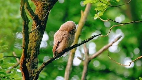 Close up of a cute and fuzzy Eastern Screech Owl Stock Footage 292858404