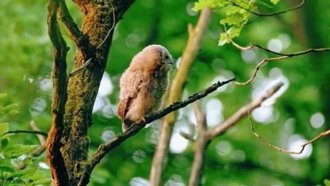 Close up of a cute and fuzzy Eastern Screech Owl Stock Footage 292858459