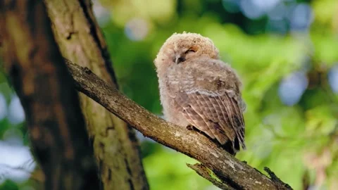 Close up of a cute and fuzzy Eastern Screech Owl Stock Footage 292858479