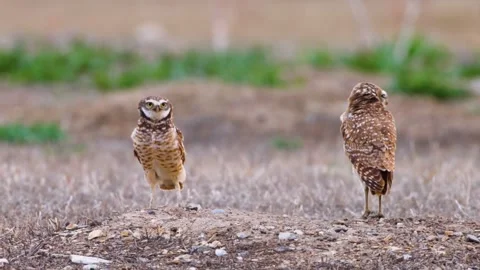 Close up of a cute and fuzzy Eastern Screech Owl Stock Footage 292858480