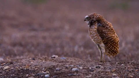 Close up of a cute and fuzzy Eastern Screech Owl Stock Footage 292858496