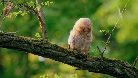 Close up of a cute and fuzzy Eastern Screech Owl Stock Footage 292858507
