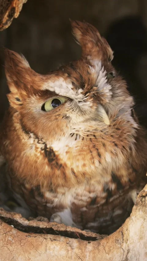 Close up of a cute and fuzzy Eastern Screech Owl. Vertical Video. Stock-Footage 310685814