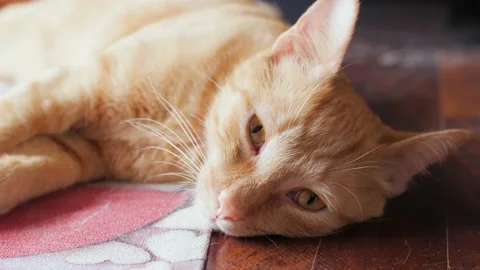 Close up of cute and young mixed breed ginger shorthair cat. Stock Footage 165664407