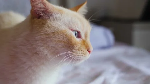 Close up of cute and young mixed breed shorthair cat moving its ear. Stock Footage 165664663