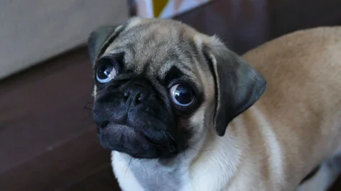 Close up of a cute baby pug Stock Footage 116707434