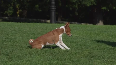 Close up on cute basenji dog is executeing the command to lie down. Stockbeeldmateriaal 161505083