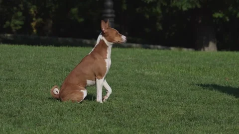 Close up on cute basenji dog is executeing the command to lie down. Stockbeeldmateriaal 162821433