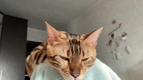 Close up cute bengal kitty laying the backrest of an armchair. Stock Footage 170914348