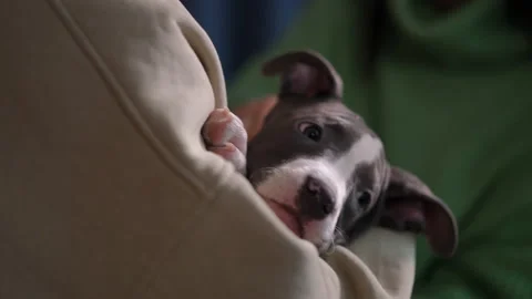 Close-up cute black and white Pitbull Terrier puppy in male hands with female Stock Footage 219918211
