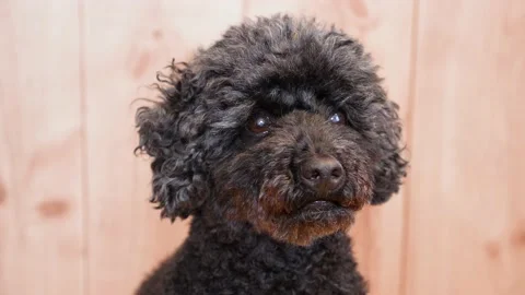Close up of a cute black dog Stock Footage 168578250