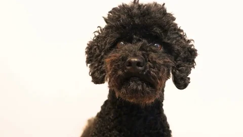 Close up of a cute black poodle Stock-Footage 83761512