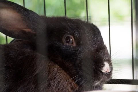 Close-up of cute black rabbit Stock Photos