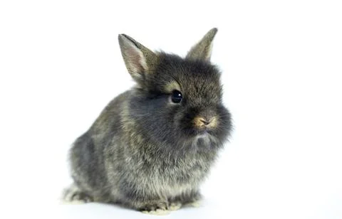 Close-up of cute black rabbit Stock Photos