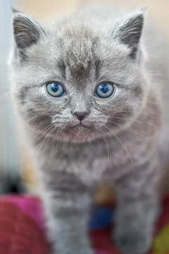 Close-up of a cute blue cat gray british short pet shorthair kitten Stock Photos