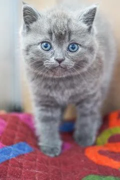 Close-up of a cute blue cat gray british short pet shorthair kitten Stock Photos