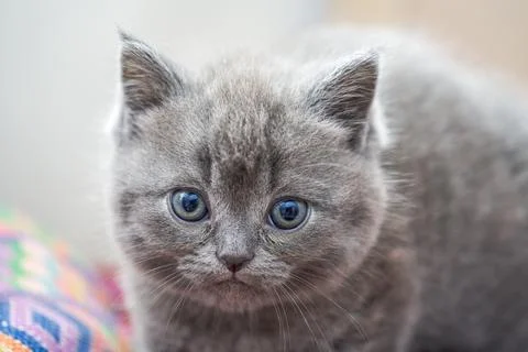 Close-up of a cute blue cat gray british short pet shorthair kitten 写真素材