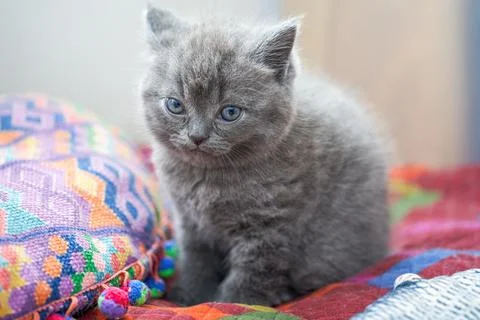 Close-up of a cute blue cat gray british short pet shorthair kitten Stock Photos